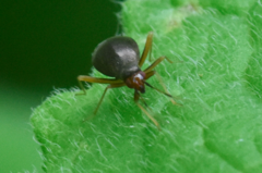 Orthonotus rufifrons