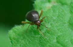 Orthonotus rufifrons