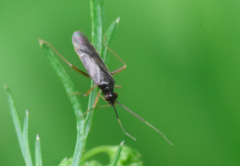 Orthonotus rufifrons