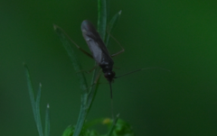 Orthonotus rufifrons