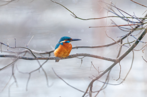 Martin-pêcheur d'Europe