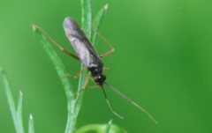 Orthonotus rufifrons