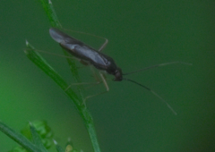 Orthonotus rufifrons