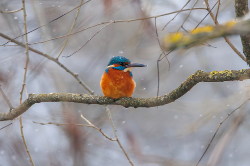 Eisvogel Foto 3
