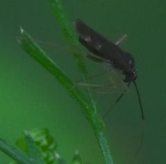 Orthonotus rufifrons