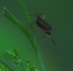 Orthonotus rufifrons