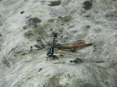 Erpetogomphus