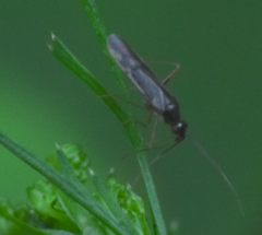 Orthonotus rufifrons