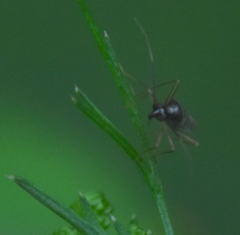 Orthonotus rufifrons