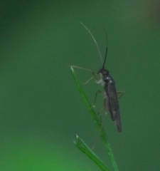 Orthonotus rufifrons