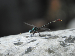 Erpetogomphus