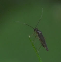 Orthonotus rufifrons