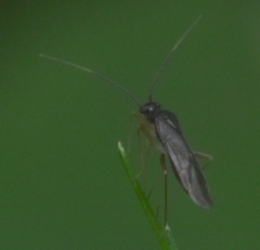 Orthonotus rufifrons