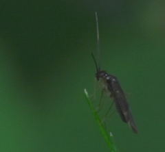 Orthonotus rufifrons