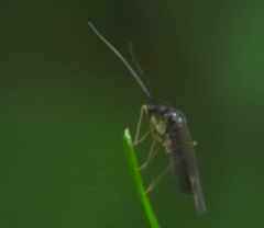 Orthonotus rufifrons