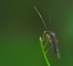 Orthonotus rufifrons