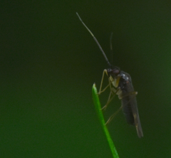 Orthonotus rufifrons