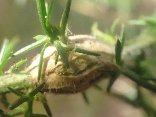 Stenopterapion scutellare