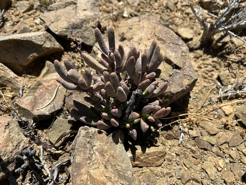 Hereroa joubertii L.Bolus 2