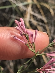 Asperula aristata