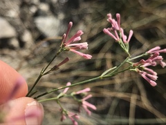 Asperula aristata