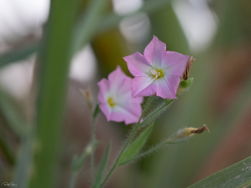 Convolvulus pilosellifolius iNat (2)
