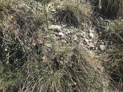 Asperula aristata