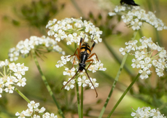 Strangalia attenuata
