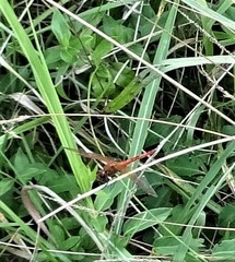 Libellula needhami