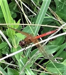 Libellula needhami
