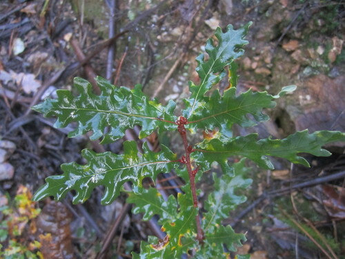 Image of Quercus orocantabrica by (c) Duarte Frade, some rights reserved (CC BY)