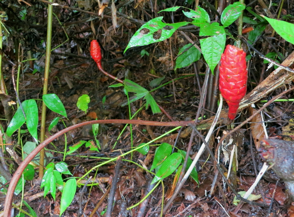Costus vargasii