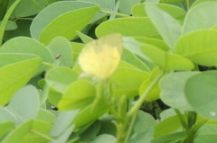 Eurema hecabe