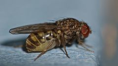 Drosophila repleta