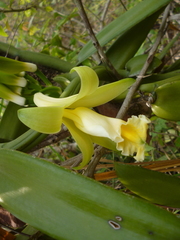 Vanilla columbiana