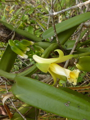 Vanilla columbiana