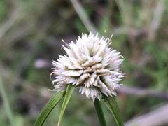 Cyperus seslerioides