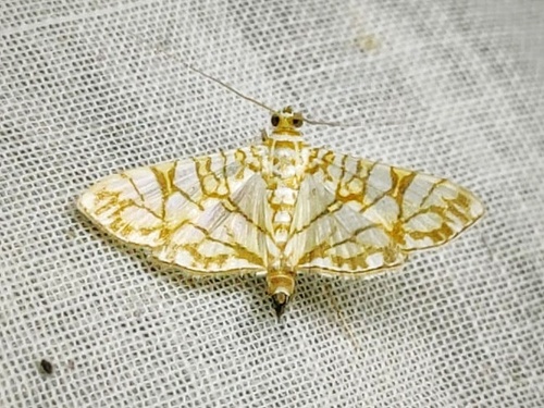 Variegated Pearl