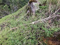 Cyperus seslerioides