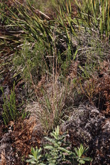 Cymbopogon marginatus