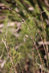 Cymbopogon marginatus
