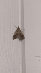 Mecyna asinalis