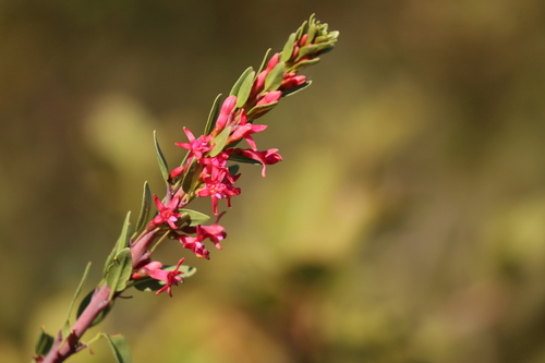 Image of Fuchsia lycioides by no rights reserved