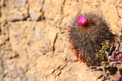 Eriosyce chilensis