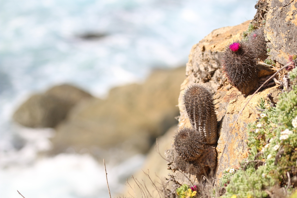 Eriosyce chilensis, Valparaíso, CL