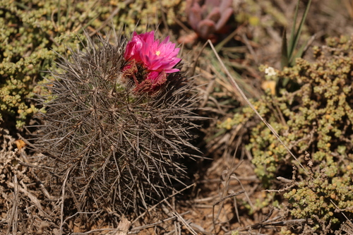 Eriosyce chilensis