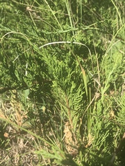 Juniperus sabina