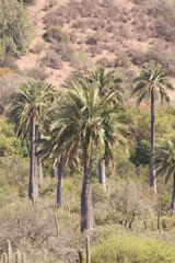 Jubaea chilensis
