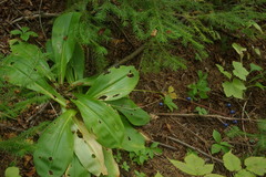 Clintonia udensis
