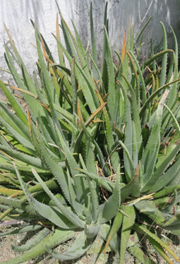 Aloe vera